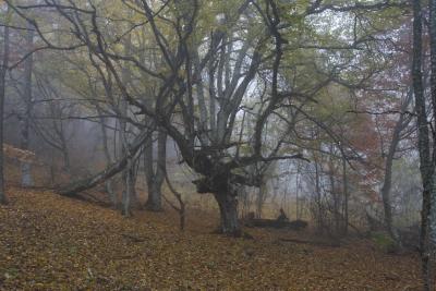 Прикрепленное изображение: A58DSC01627-1.jpg